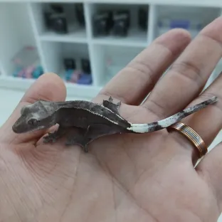 아잔틱