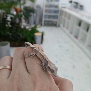 세이블