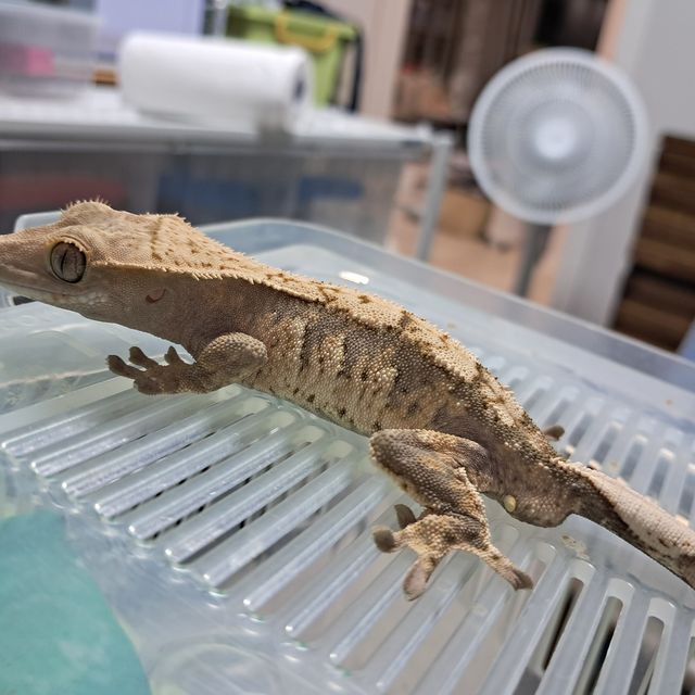 트라이
