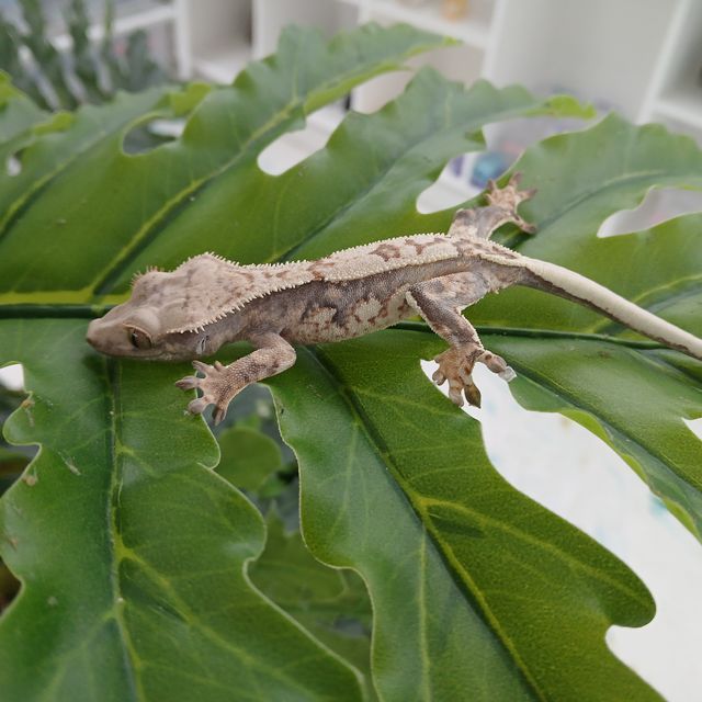 트라이