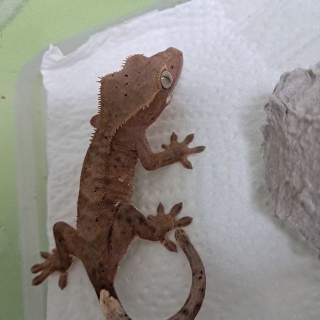 달마시안