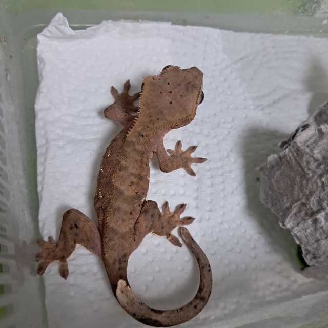 달마시안