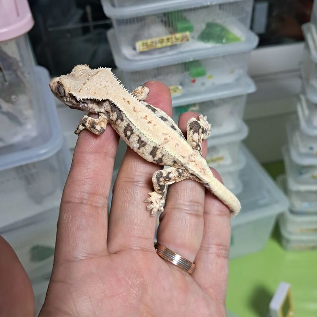 릴리화이트