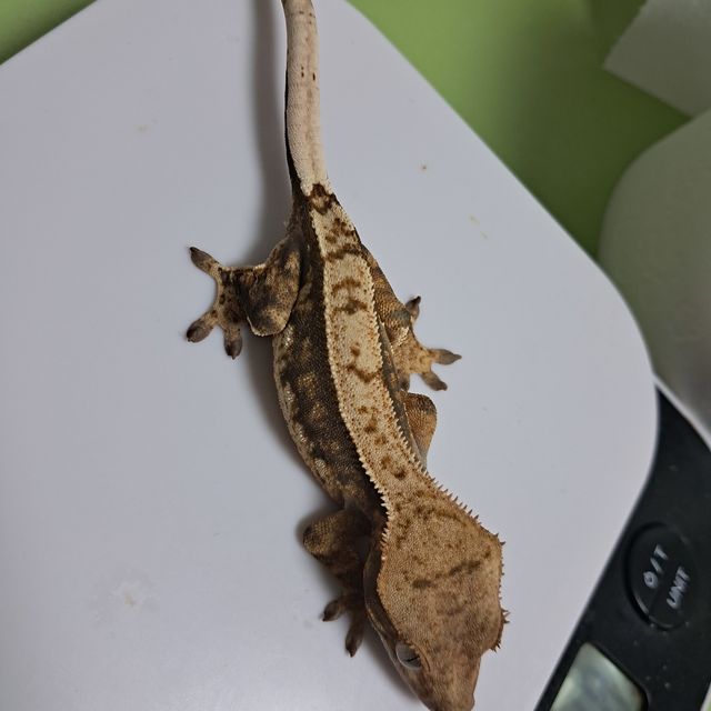 100%헷아잔틱