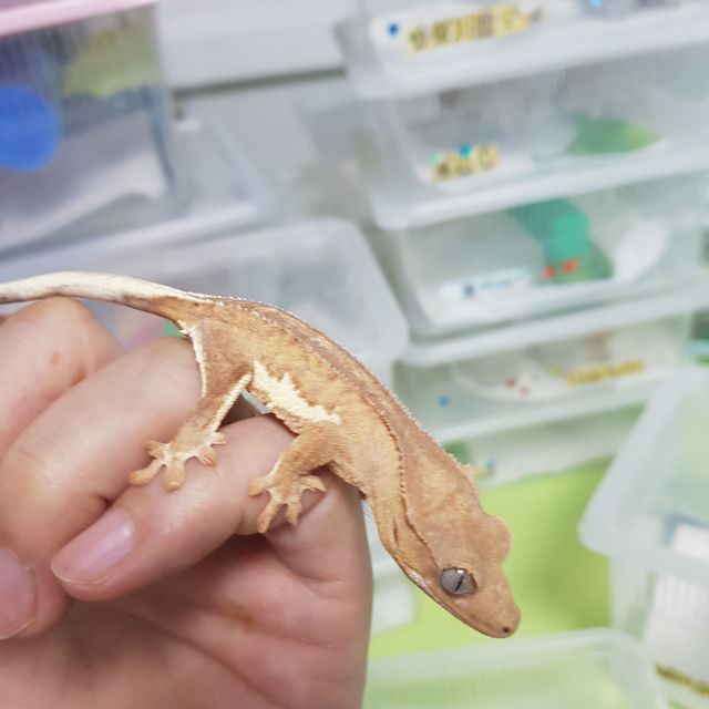 팬텀