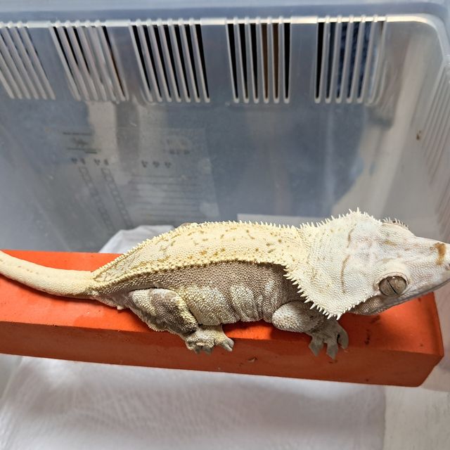 엠티백 풀핀