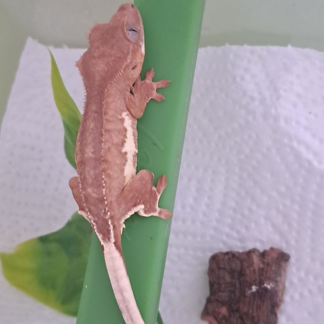 팬텀