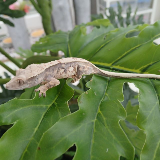 트라이