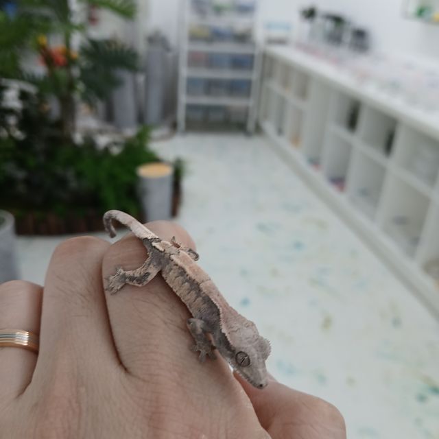 세이블