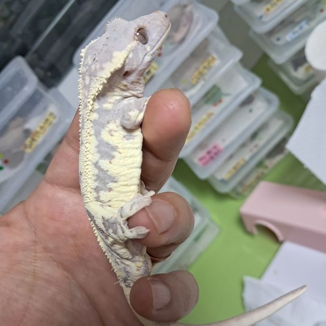 프라푸치노