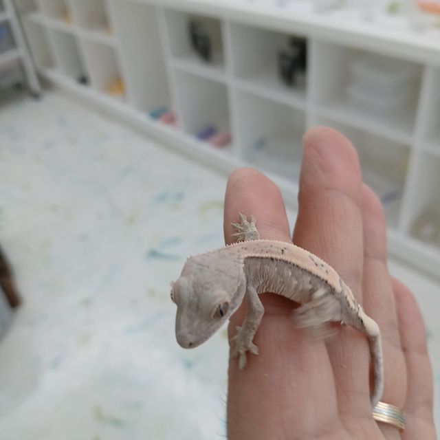 세이블