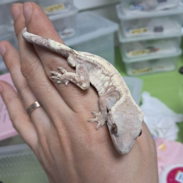 세이블