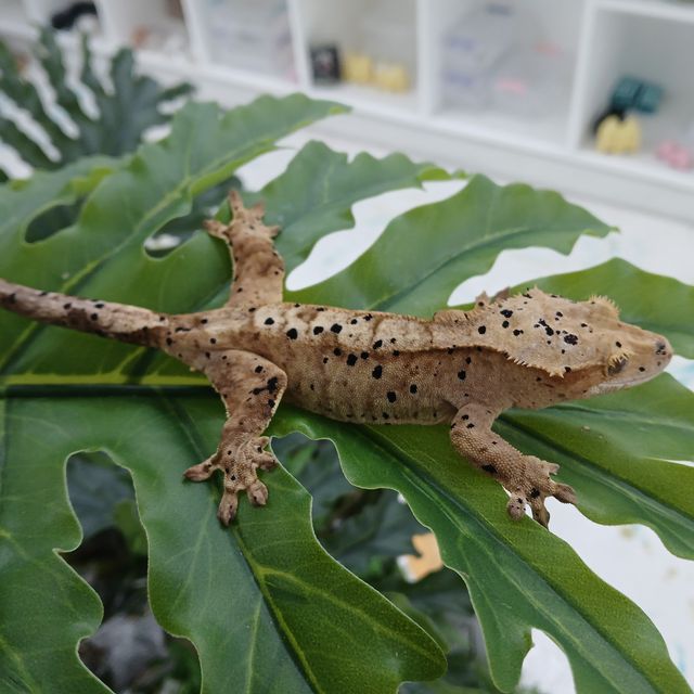 슈퍼달마시안