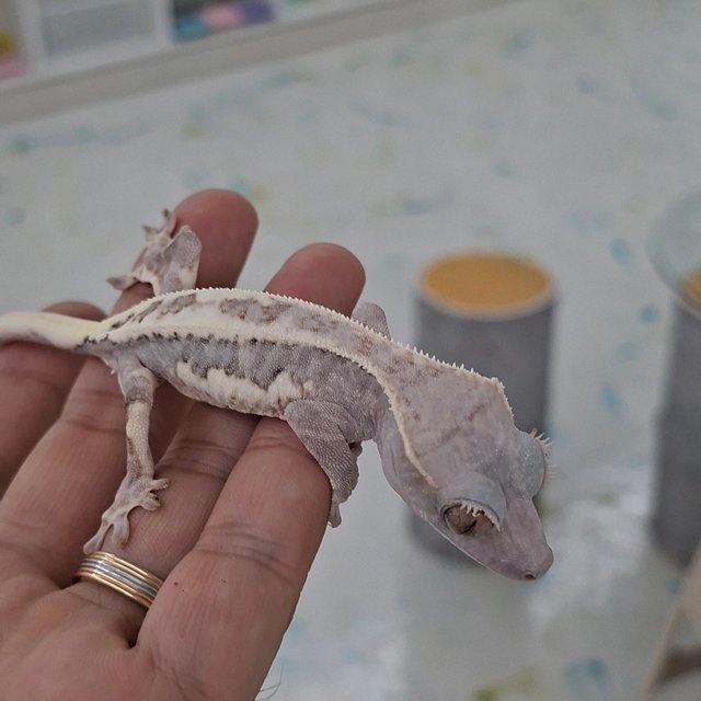 하이포 프라푸치노