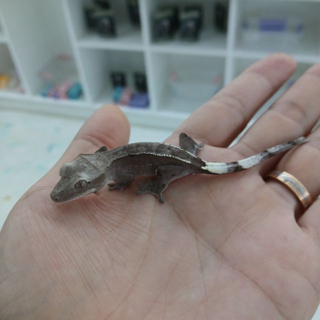 아잔틱