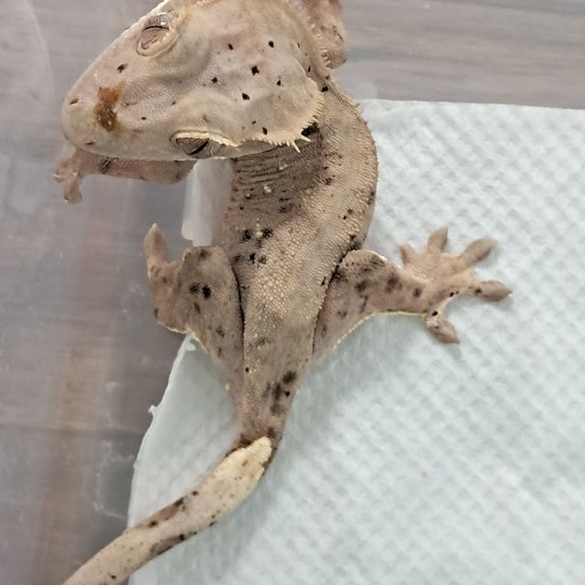 달마시안