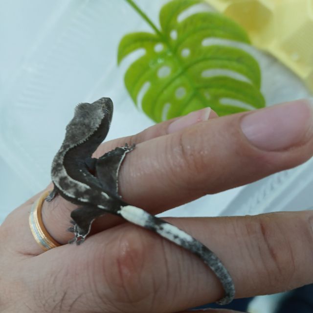 아잔틱