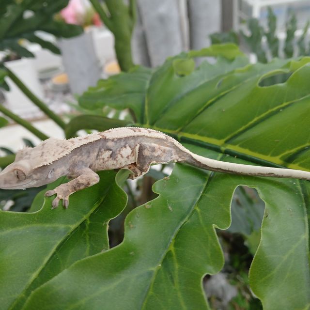 트라이