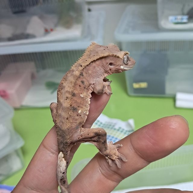 달마시안