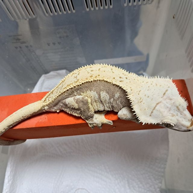 엠티백 풀핀