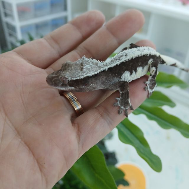 릴잔틱