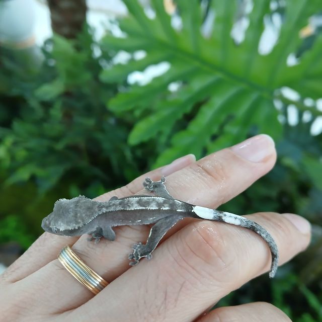 아잔틱