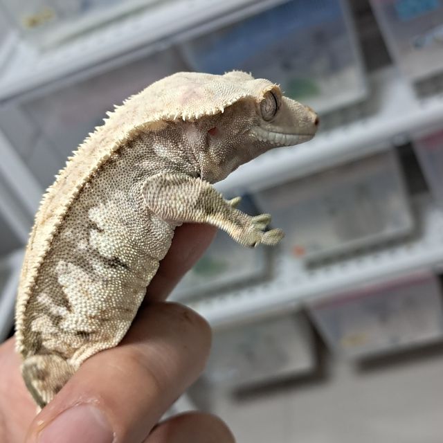 화이트스팟