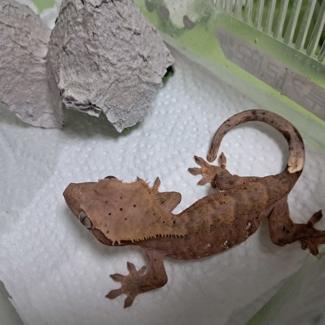 달마시안