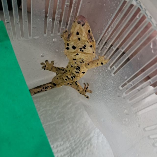 슈퍼달마시안