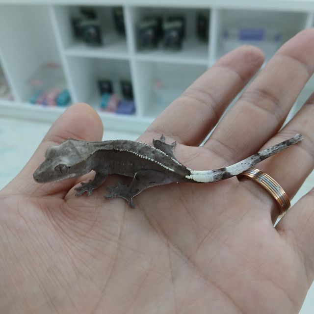 아잔틱