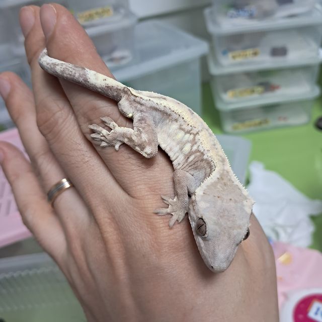 세이블
