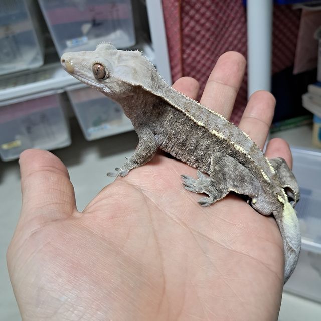 카푸치노