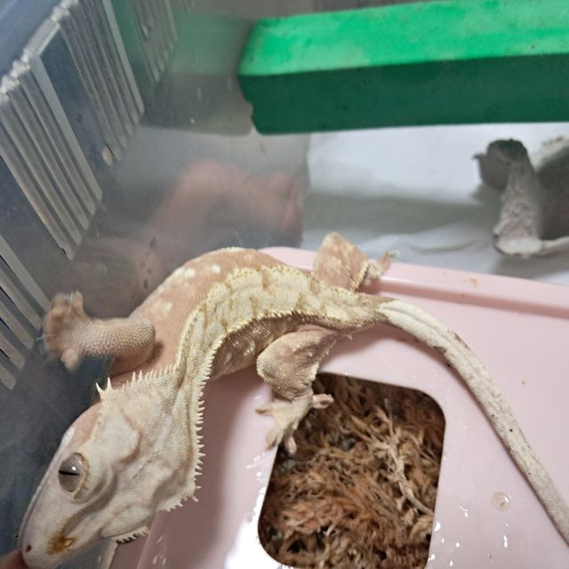 할리퀸 레드