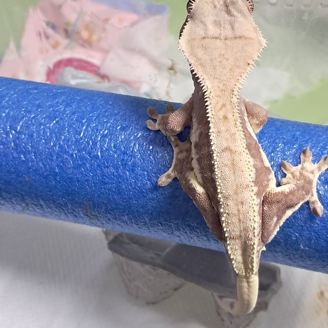릴리화이트 레드