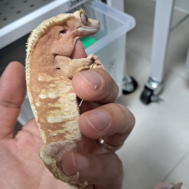 할리퀸 레드