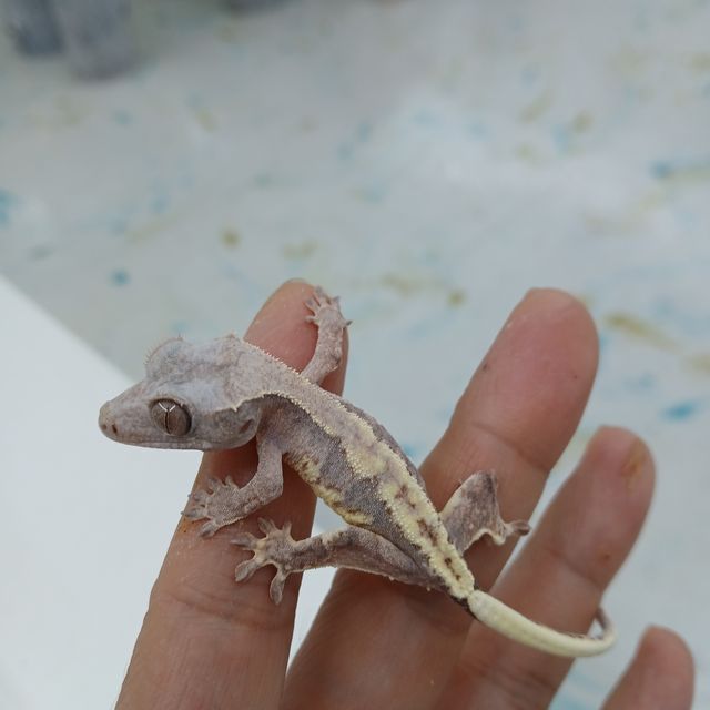 하이포 프라푸치노