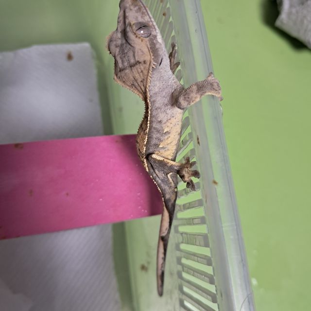 할리퀸
