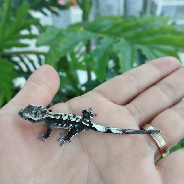 아잔틱