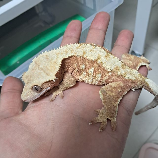 할리퀸 레드
