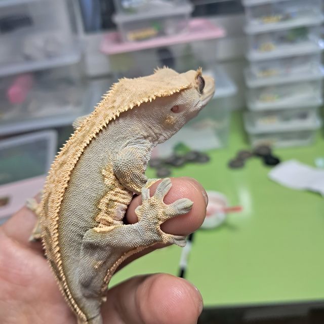100%헷아잔틱