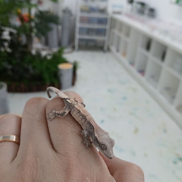 세이블