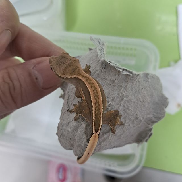 엠티백