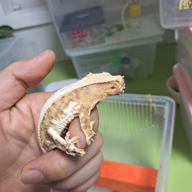 릴리100%헷아잔틱