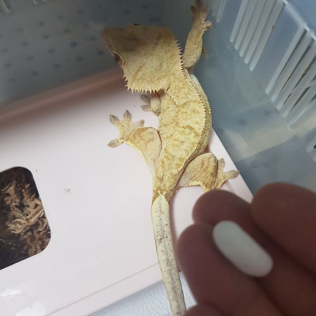 벅스킨