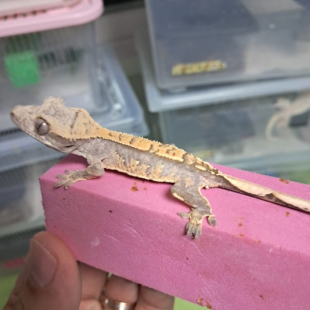 할리퀸