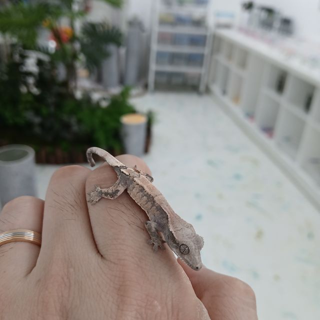 세이블