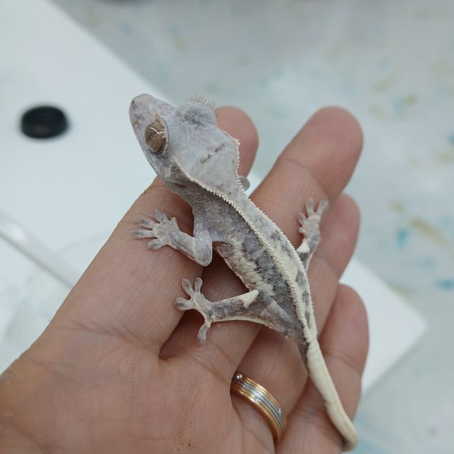 하이포 프라푸치노
