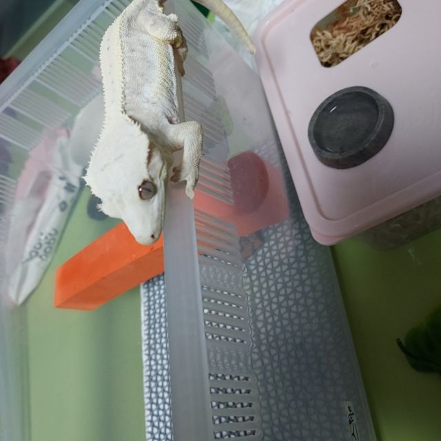 릴리화이트