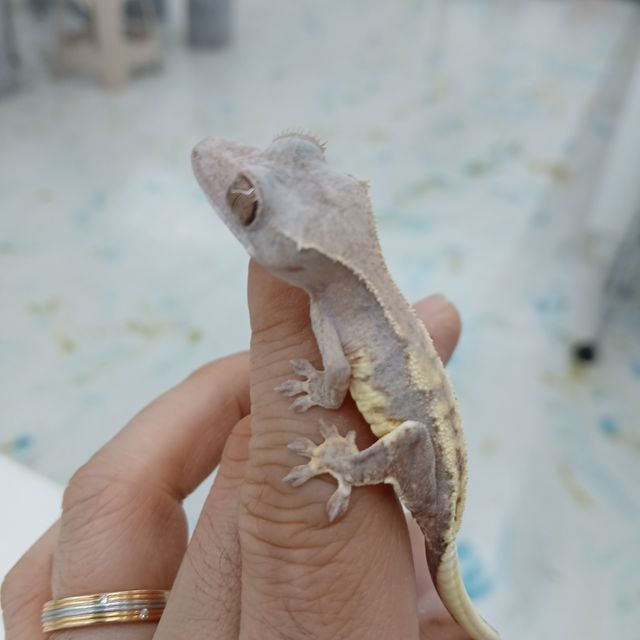 하이포 프라푸치노