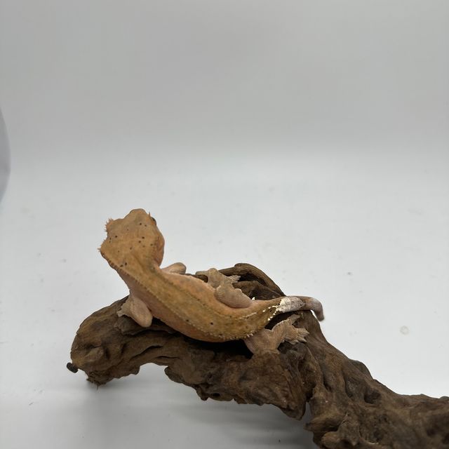 팬텀 패턴리스 달마시안 벅스킨 블랙 다크